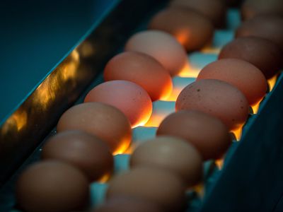 eggs on a conveyor belt