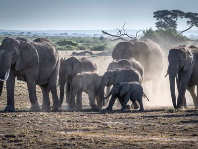 African Elephants