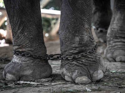 elephant with feet chained together