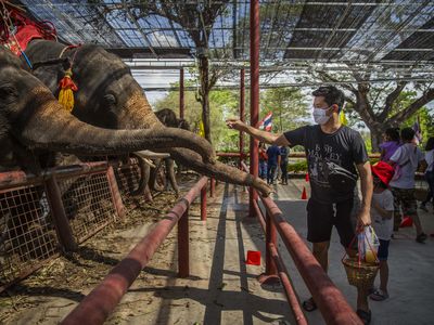 Elephants In Thailand At Risk Amid The Coronavirus Pandemics