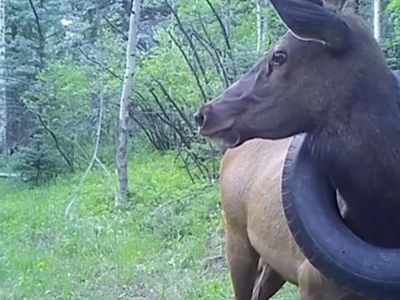 an elk with a tire around its neck