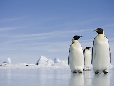 Emperor Penguins in Antarctica 