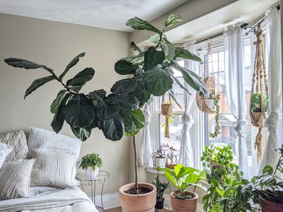 enormous fiddle leaf fig and other houseplants grouped near window during winter