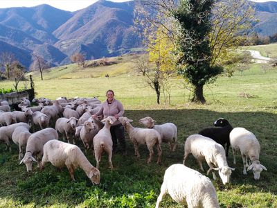 A woman in the hills with sheep.