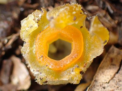 a strange glowing yellow-orange flower on the forest floor