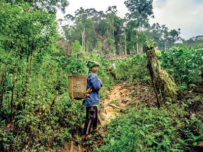 farmer in north Sumatra