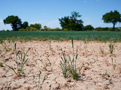 farmer's field during drought in UK