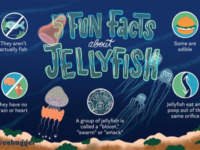 fun facts about jellyfish 