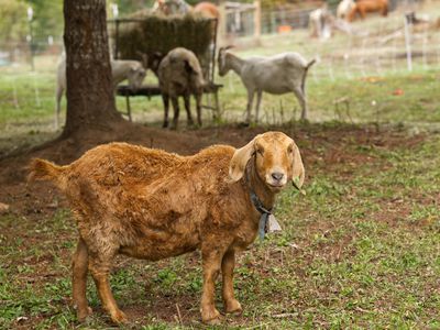 scruffy tan goat looks at you while others eat hay in the background of farm