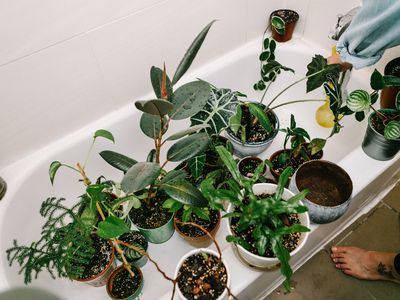 group of plants in white shower tub waiting for water