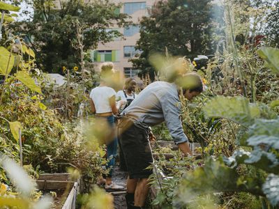 Female and male environmentalists harvesting vegetables at urban farm