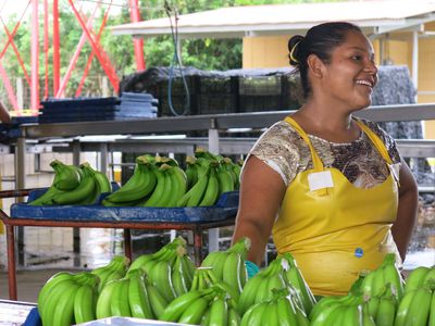 banana processing plant