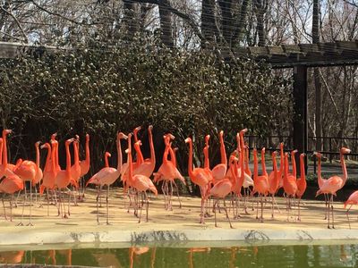 flamingos at the National Zoo