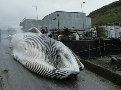 whaling in Iceland