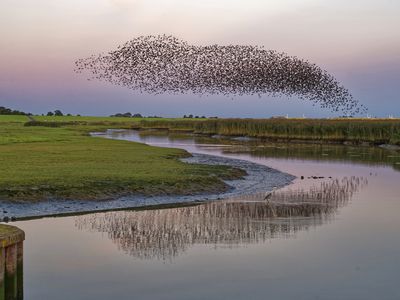 Flock of starlings flying over river Ems, Pektum at sunset, East Frisia, lower Saxony, Germany