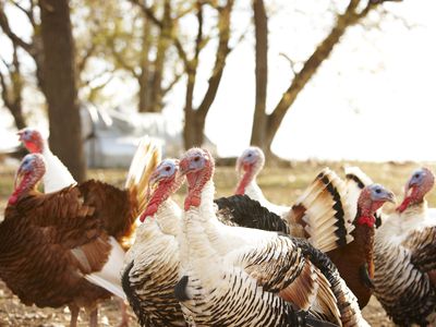 Flock of turkeys on farm