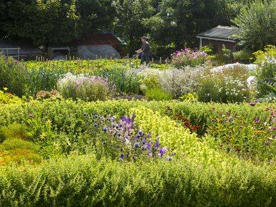 flowers and vegetables in the organic Argyll hotel garden on Iona, off Mull, Scotland, UK.