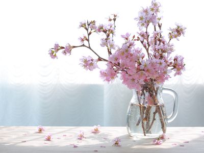 Flowers of sakura blossoms in vase.