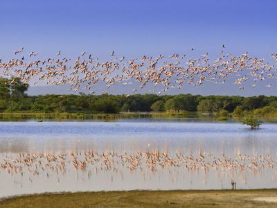 Flying flamingos in a Tropical wildlife reserve