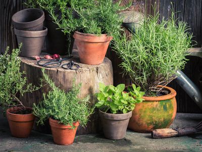 Fresh and green herbs in rustic garden