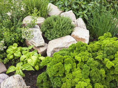 Fresh Herbs in the garden