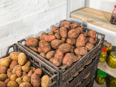 Fresh potatoes, carrots, canned vegetables and jars of jam in the new cellar