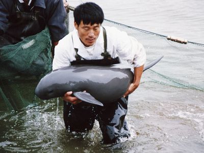 Freshwater Dolphins In Yangtze River Are Threatened To Vanish