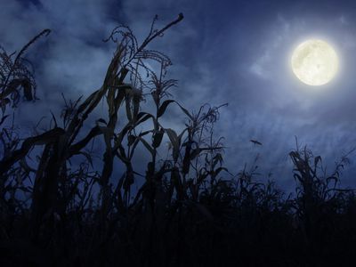 full moon above cornfield