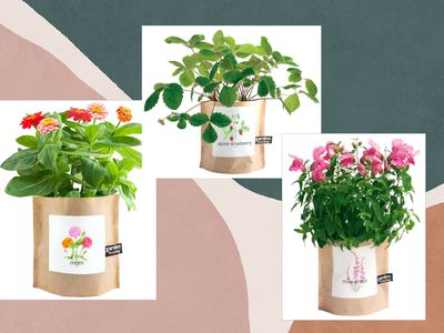 A collage with three plants growing from a bag