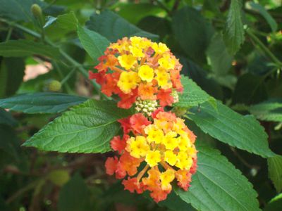 Latana Red Spread flower plant