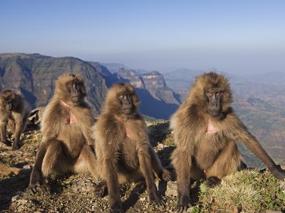 juvenile gelada monkeys sitting on a cliff in Ethiopia