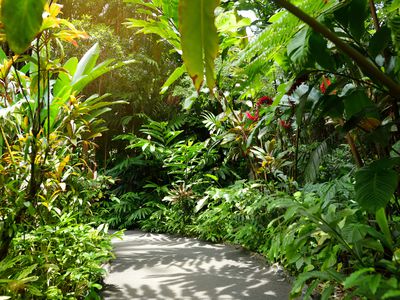 A path through lush tropical greenery.