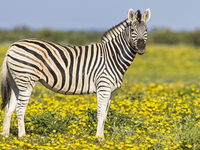 A plains zebra standing in a field of yellow flowers