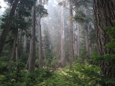 British Columbia old growth forest