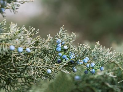 Close up of a Juniper tree with blueberries.