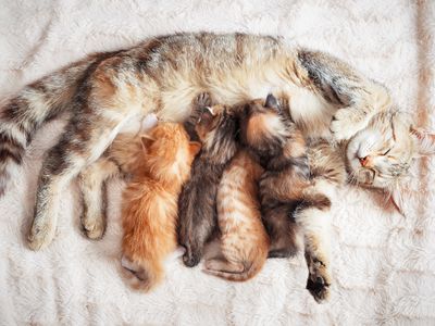 Mother cat nursing four kittens