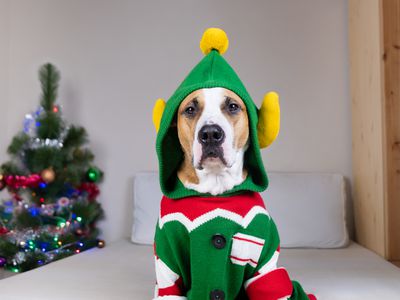 sad dog in ugly Christmas sweater outfit with christmas tree in background