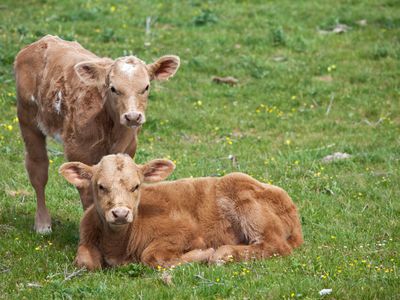 Irish Calves