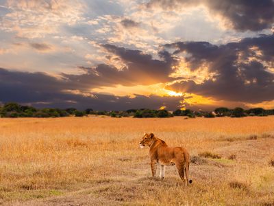 Lioness standing in the African savanna at sunset.