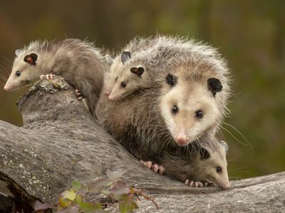 female opossum surrounded by her young, two are on her back