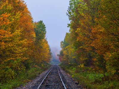 train tracks through forest changing leaves