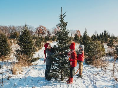 three kids stand in snow in christmas tree farm to pick their fir tree