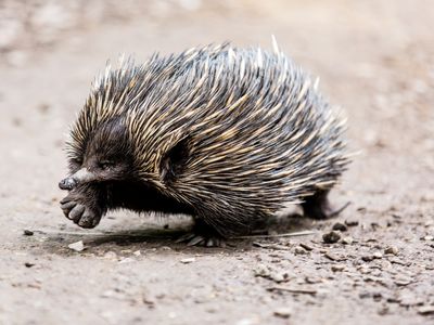 Close up of short-beaked echidna walking 