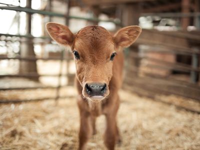 Calf in barn