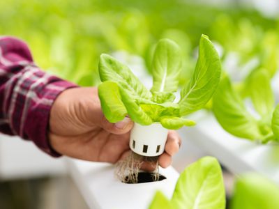 Harvesting plants from a hydroponic garden