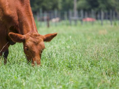 Cow grazing on grass on a sunny day