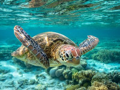 A green sea turtle swimming on the Great Barrier Reef.