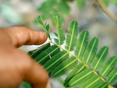 The sensitive plant (Mimosa pudica) responds to human touch.