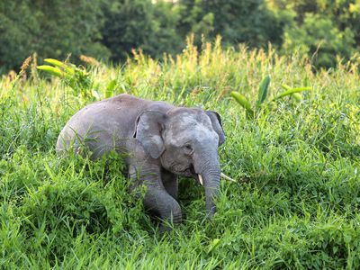 A Borneo pygmy elephant (Elephas maximus borneensis) in the Malaysian forest 