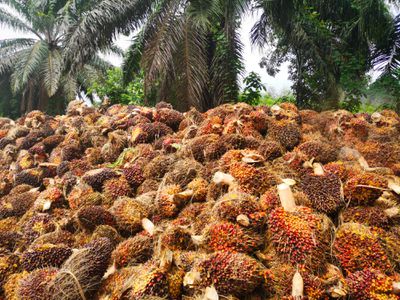 palm oil harvest